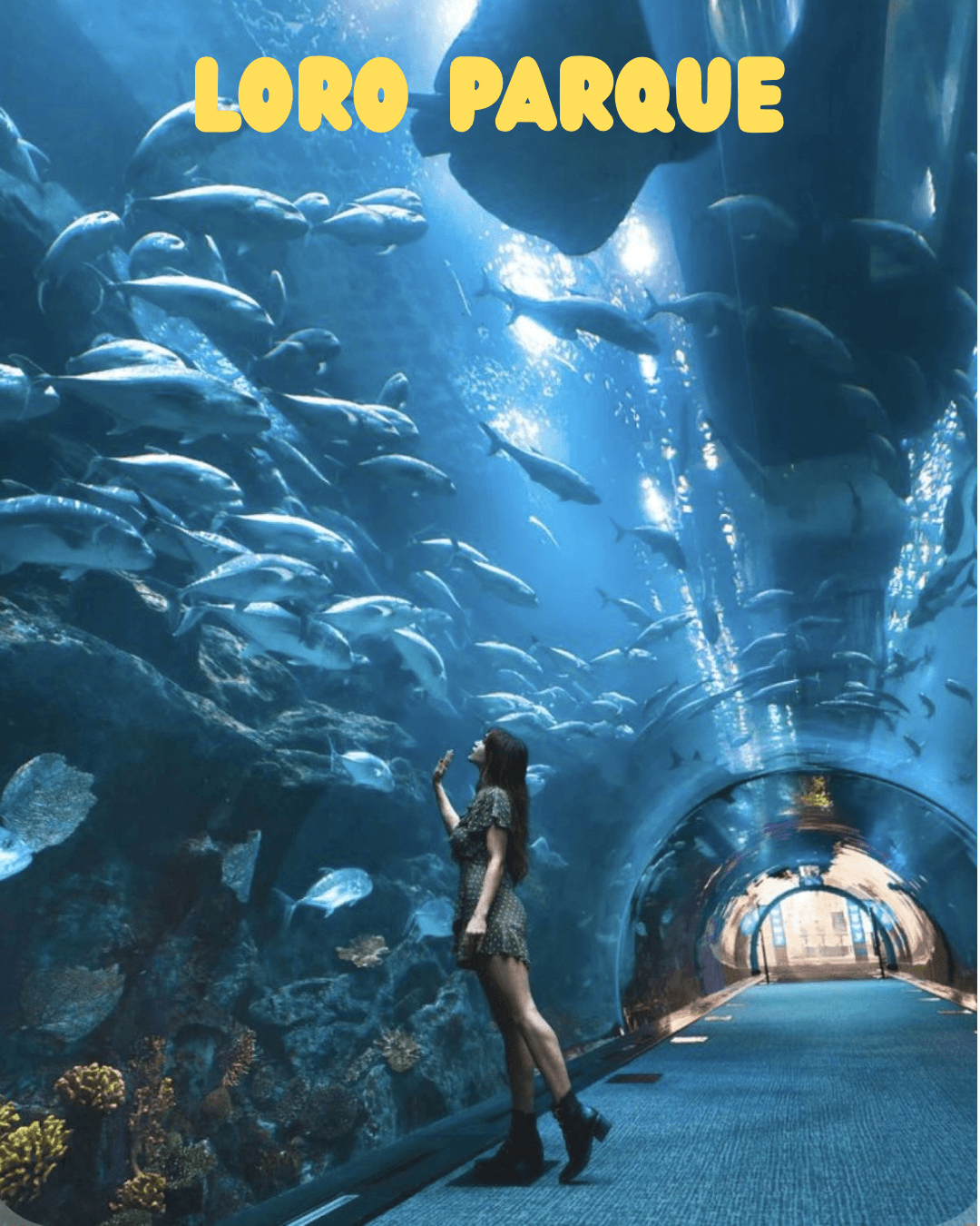 Andromedaproject - LORO PARQUE